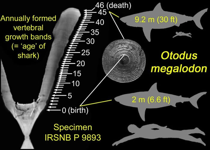 《历史生物学》杂志：巨齿鲨胚胎会在子宫内吃掉“未孵化的兄弟姐妹”