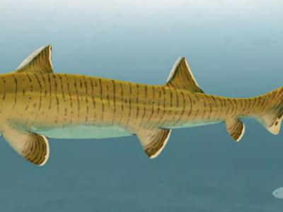 “侏罗纪时期鲨鱼中的巨人”Asteracanthus