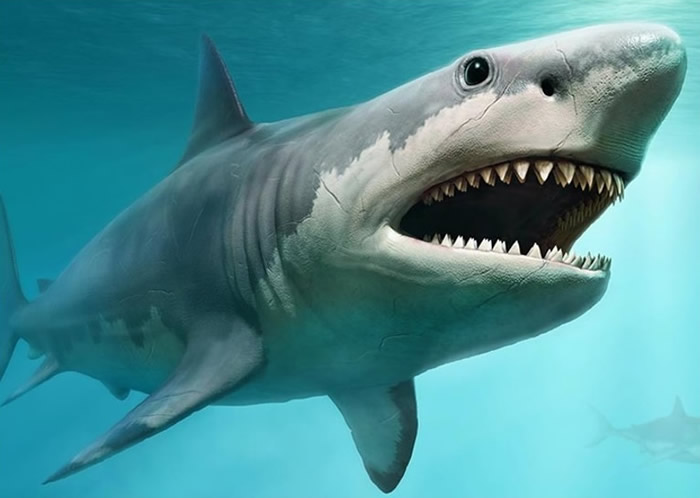 巨齿鲨初生时已经长约两米 在母体子宫吃未孵化卵子