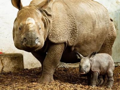 波兰弗罗茨瓦夫动物园濒危物种印度犀成功诞雌性宝宝 为155年来首次