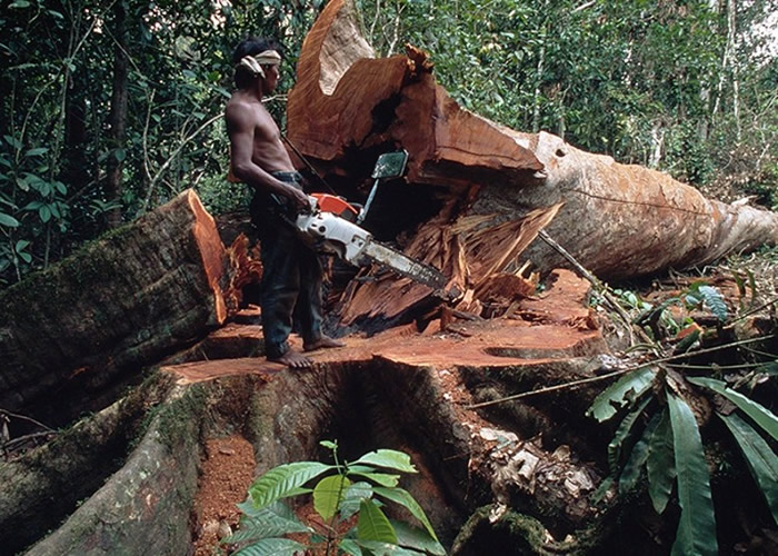 世界自然基金会（WWF）：仅10多年有超过4300万公顷森林消失 面积大过德国