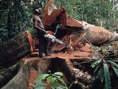 世界自然基金会（WWF）：仅10多年有超过4300万公顷森林消失 面积大过德国