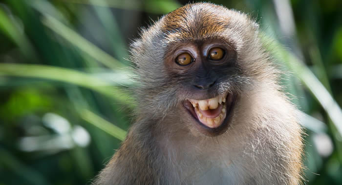 研究发现巴厘岛的猕猴偷游客东西时会选贵重物品 以便更有机会换到可以吃的“赎金”