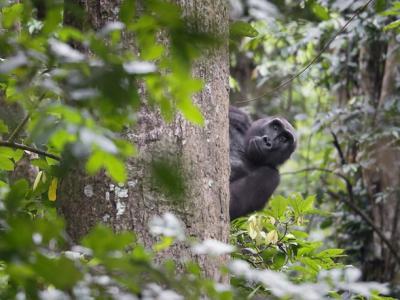 AI人工智能加入野生动物保卫战：可辨识25种刚果雨林物种 助打击走私