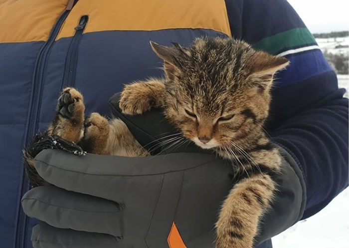 英国苏格兰马里男子在雪地救出冻僵小猫 发现原来是极为罕见的苏格兰野猫