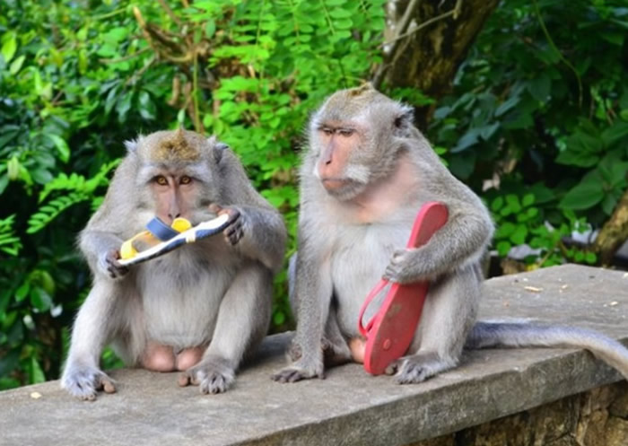 印尼峇里岛乌鲁瓦图庙猕猴能够辨别哪些是高价物品 借此勒索物主去换取更多食物