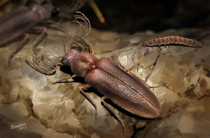 缅甸琥珀中发现叩甲总科的新科：白垩光萤科 揭示发光甲虫的早期演化