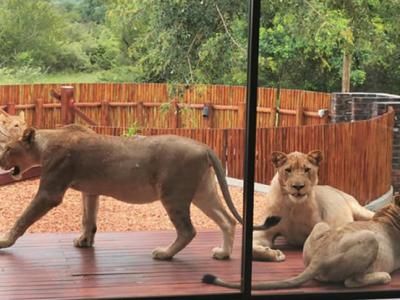 南非一对夫妻打开自家房产的门 发现竟然有6只狮子正在院子晒太阳