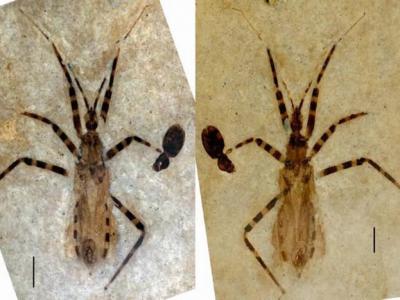 从5000万年前化石上看到刺客虫(猎蝽)生殖器的详细细节 生殖囊只有一粒米那么小