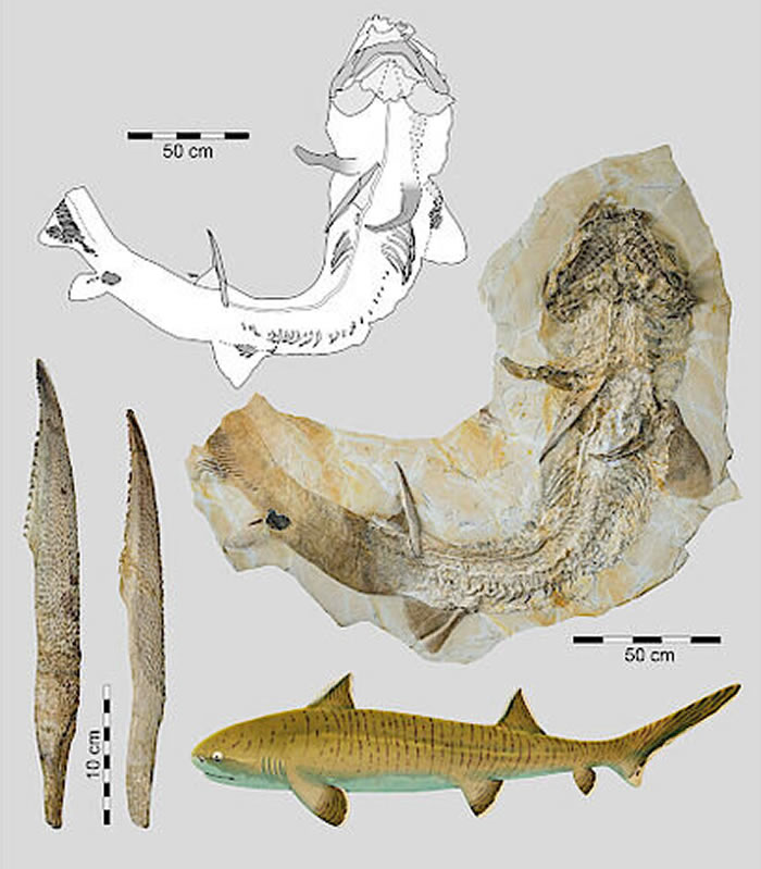 德国巴伐利亚州发现1.5亿年前侏罗纪时期鲨鱼中的“巨人”——星棘鲨化石