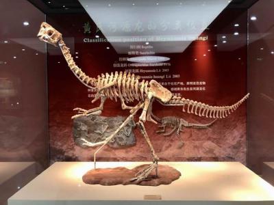 河源恐龙博物馆镇馆之宝“黄氏河源龙”模型全面完工并对外展出