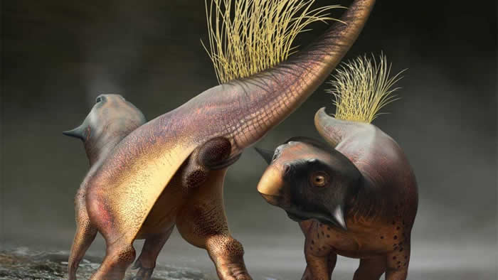 来自中国的新化石揭示这种特殊的恐龙物种可能是如何交配的