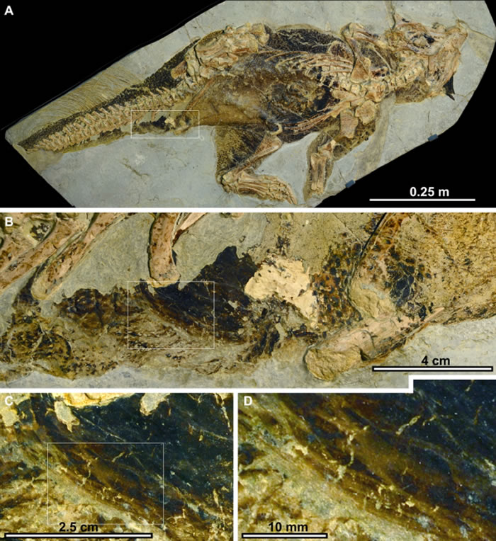 来自中国的新化石揭示这种特殊的恐龙物种可能是如何交配的