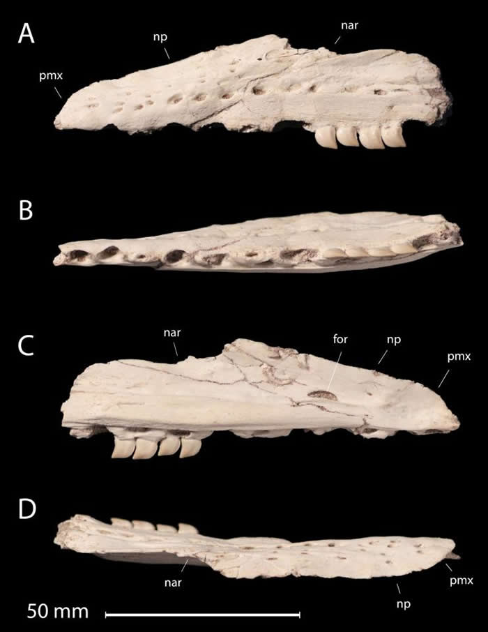 摩洛哥发现的白垩纪时期沧龙新物种Xenodens calminechari拥有像鲨鱼一样的牙齿