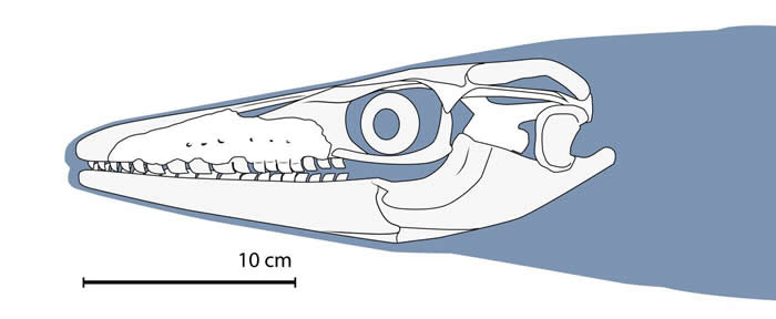 摩洛哥发现的白垩纪时期沧龙新物种Xenodens calminechari拥有像鲨鱼一样的牙齿