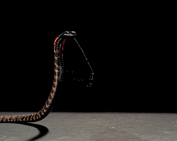 不同世系“喷毒眼镜蛇”中演化出的用于防御的致痛毒液