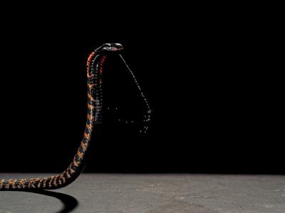 不同世系“喷毒眼镜蛇”中演化出的用于防御的致痛毒液