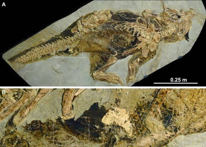中国辽宁省出土的化石揭示鹦鹉嘴龙可能拥有阴茎 并以接近鳄鱼的方式交配