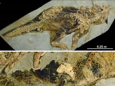中国辽宁省出土的化石揭示鹦鹉嘴龙可能拥有阴茎 并以接近鳄鱼的方式交配