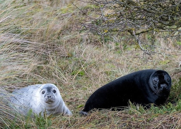 英国诺福克郡布莱克尼角自然保护区发现10只罕见的黑色海豹幼崽