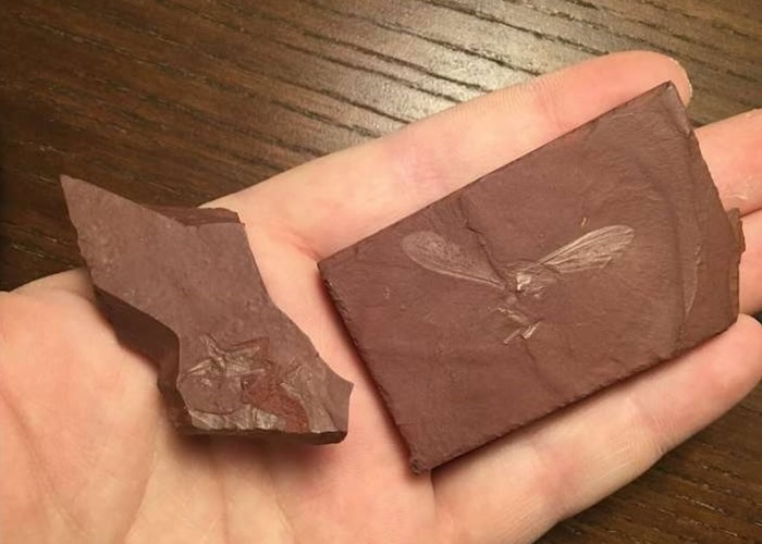 加拿大魁北克省废弃铁矿场发现1亿年前白垩纪时期新品种螳螂化石