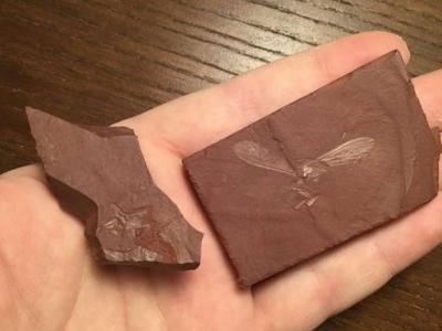 加拿大魁北克省废弃铁矿场发现1亿年前白垩纪时期新品种螳螂化石