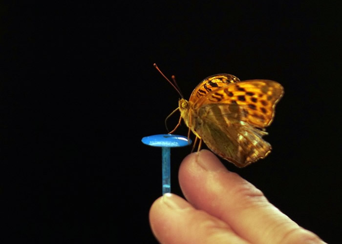 蝴蝶拍动翅膀会形成“袋子”形态 以产生更多推进力加速飞行躲避捕食者