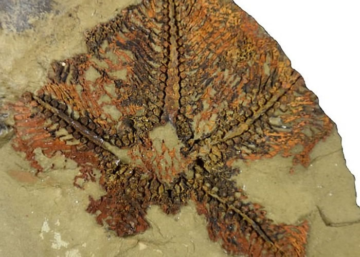 摩洛哥小阿特拉斯山脉页岩出土已知最古老的海星化石 可追溯至4.8亿年前