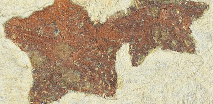 摩洛哥小阿特拉斯山脉页岩出土已知最古老的海星化石 可追溯至4.8亿年前