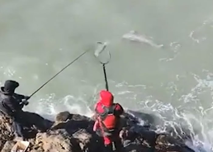 福建福州男子拍片炫耀捕获大鱼 疑是国家一级保护动物江豚