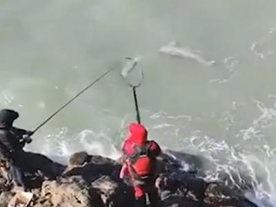 福建福州男子拍片炫耀捕获大鱼 疑是国家一级保护动物江豚