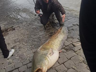 法国巴黎卢浮宫附近捕获1.9米长巨型鲶鱼
