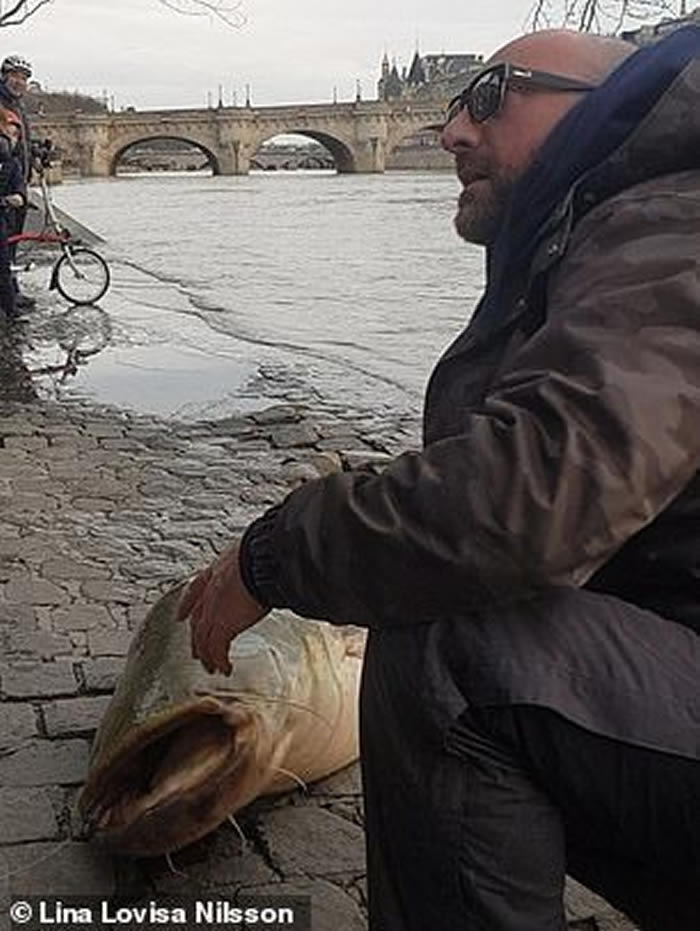法国巴黎卢浮宫附近捕获1.9米长巨型鲶鱼