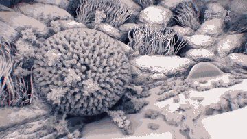 最新3D影像展示了新冠病毒入侵人体细胞的过程：在入侵的那一刻，新冠病毒与受体结合，并与细胞膜发生了膜融合。