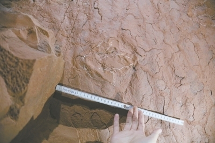 地质勘察员在夹江县千佛岩景区旅游时无意中发现恐龙足迹化石