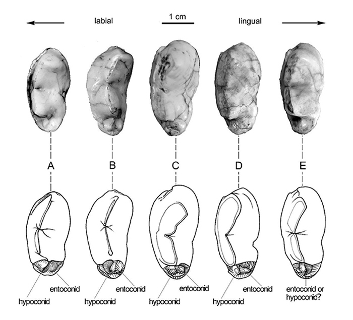 三种短吻硕鬣狗亚种的下裂齿跟座形态比较 （刘金毅 供图）