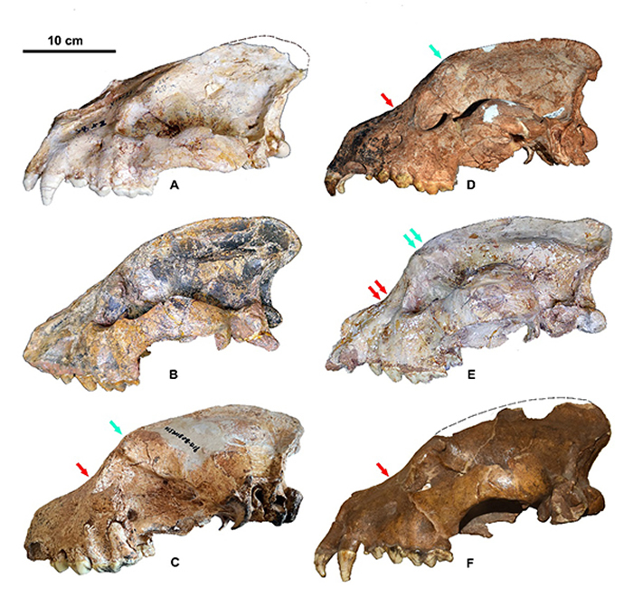 三种短吻硕鬣狗亚种的头骨形态比较 （刘金毅 供图）