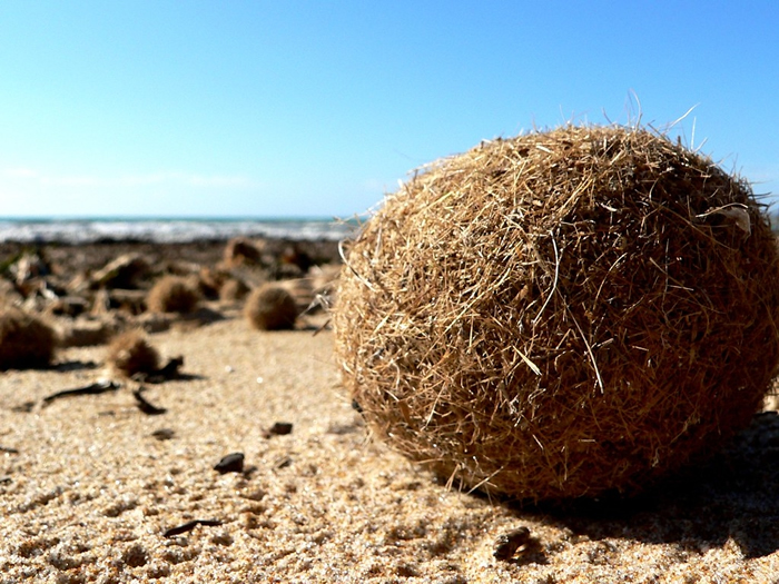 地中海特有海草形成的纤维球，每年冲刷至沿岸沙滩上，又被称为「egagropili」或「海王星球」（Neptune balls）。图片来源：Ezu (Martin