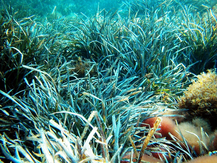 波西多尼亚海草。图片来源：Alberto Romeo／维基百科（CC BY-SA 2.5）