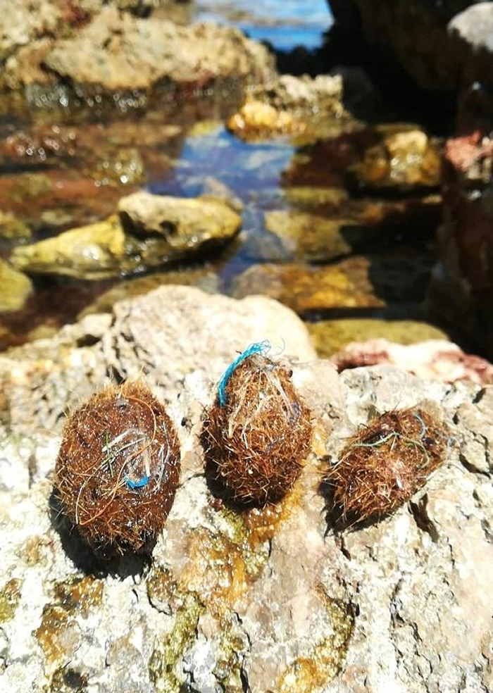 海草球样本，附着有塑胶碎片。图片来源：UNIVERSITY OF BARCELONA