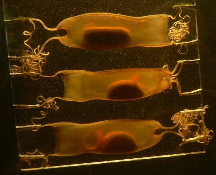 猫鲨科的卵鞘和尚未孵化的鲨鱼。照片来源：Armin Wolfermann（CC BY-NC-ND 2.0）