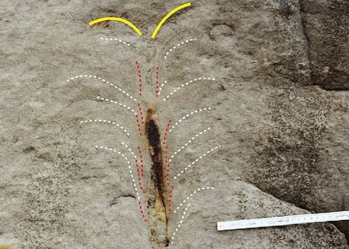 中新世化石揭示博比特虫祖先史前食肉蠕虫或2000万年前定居海底