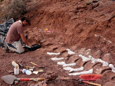 《白垩纪研究》：阿根廷挖掘出9800万年前恐龙化石 可能属于有史以来最大的陆地动物