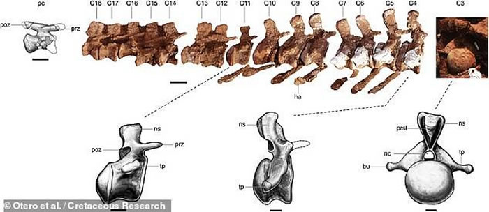 《白垩纪研究》：阿根廷挖掘出9800万年前恐龙化石 可能属于有史以来最大的陆地动物