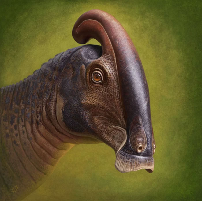科学家近百年来首次发现副栉龙Parasaurolophus cyrtocristatus保存完好的头骨化石