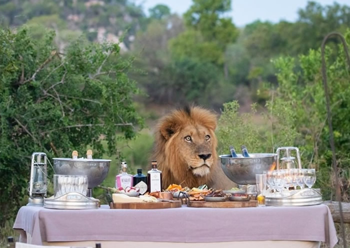南非克鲁格国家公园游客美食芳香扑鼻 雄狮不请自来吓跑众人