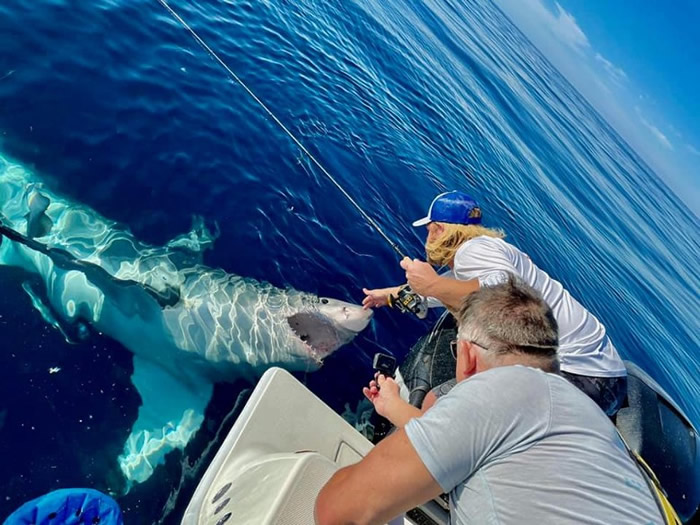 美国佛罗里达州4.2米长大白鲨抢鱼饵 更翻身游泳似央求“搓肚子”