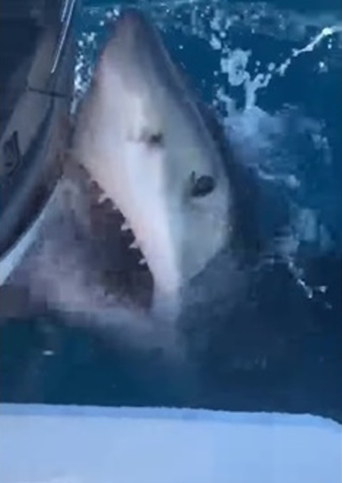 美国佛罗里达州4.2米长大白鲨抢鱼饵 更翻身游泳似央求“搓肚子”