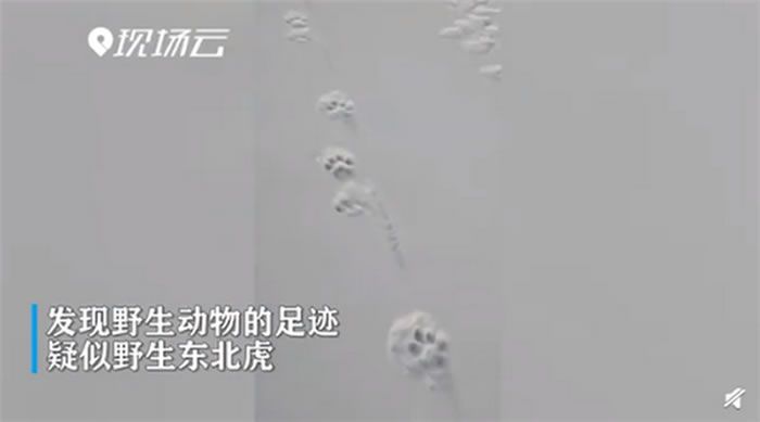 黑龙江省虎林市边境地区发现野生雌性幼年东北虎脚印