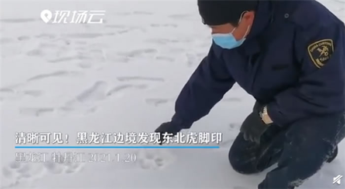 黑龙江省虎林市边境地区发现野生雌性幼年东北虎脚印